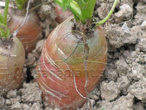 Riedenie mladých rastlín mrkvy