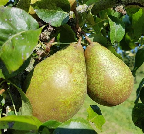 Tabuľka s prehľadom odrôd ázijských hrušiek