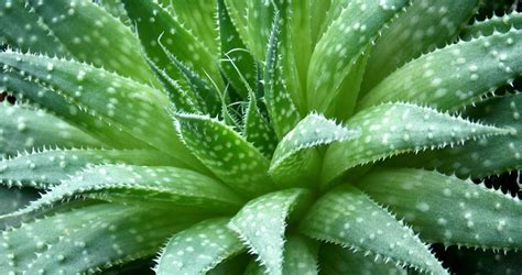 Tabuľka problémov a riešení pri pestovaní aloe vera