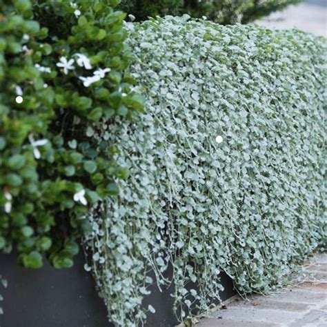 Dichondra argentea v závesnom kvetináči