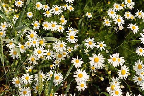 Rumanček kamilkový - kvety a listy