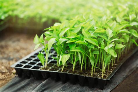 Predpestovanie sadeníc chilli