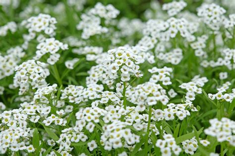 Alyssum kvety