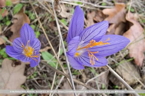 Jesenný krokus (Colchicum)