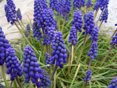 Modré kvety Muscari