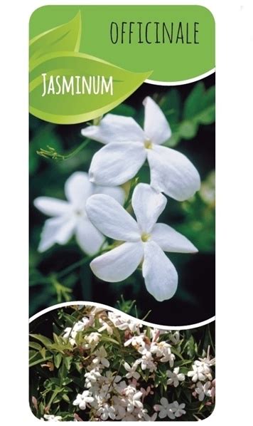 Jazmín na slnečnom mieste