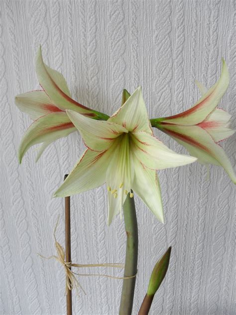 Ilustrácia rozdielu medzi rastom listov a kvetov u Amaryllis a Hippeastrum