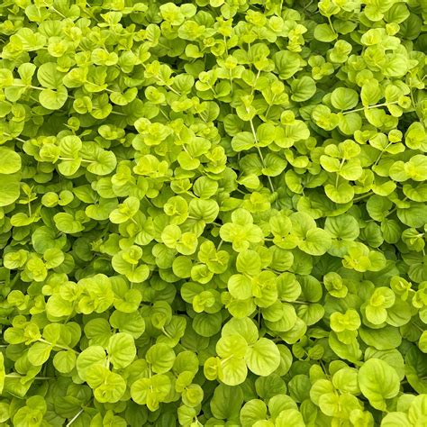 Lysimachia nummularia 'Aurea' pri jazierku