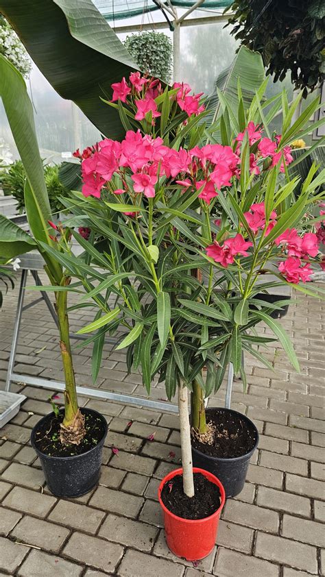 Oleander pripravený na prezimovanie