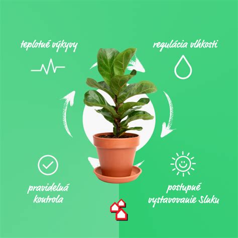 Infografika správneho postupu pri presádzaní rastlín
