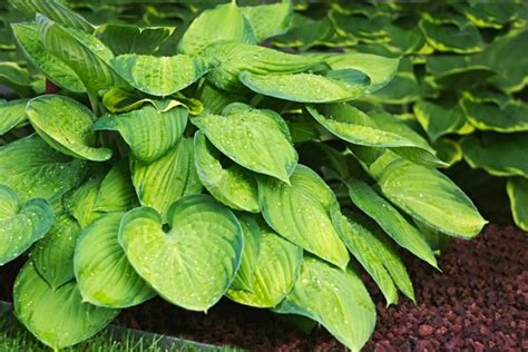 Hosta v bielej záhrade