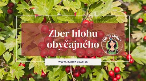 Obrázok zrelých červených plodov hlohu