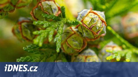 Zdravé a žltnúce tuje vedľa seba