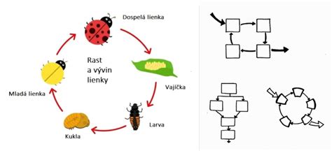 Vývinové štádiá stavovcov