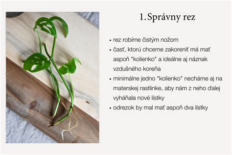 Množenie orchidey z odrezkov stonky