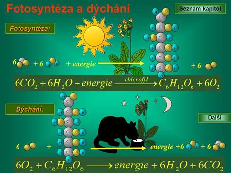 Schéma mykorízy, znázorňujúca symbiotický vzťah medzi hubou a koreňom rastliny