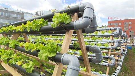 Hydroponická farma s pestovaním šalátu