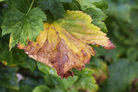 Detail listov a čiernych plodov vtáčieho zobu v záhrade