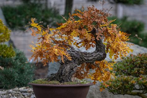 Ginko pestované ako dekoratívny bonsaj