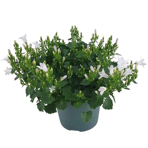 Zvonček dalmátsky (Campanula portenschlagiana)
