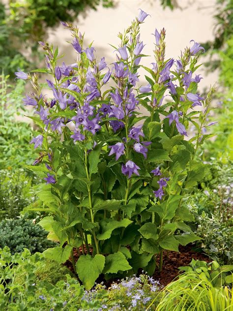 Zvonček širokolistý (Campanula latifolia)