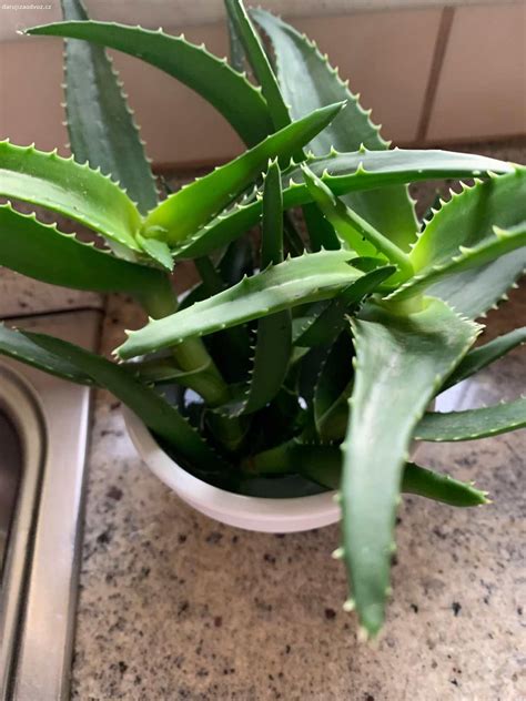 Rozdielne druhy Aloe