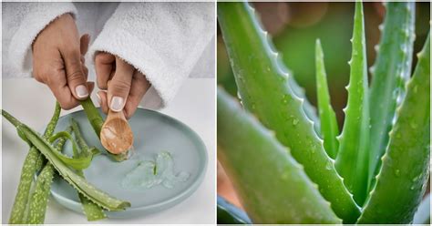 Recepty z Aloe vera
