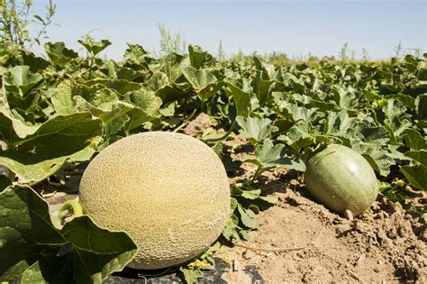 Zrelé žlté melóny na záhone