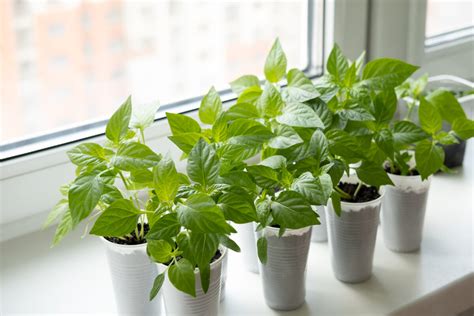 Mladé priesady žltého melónu v kvetináčoch