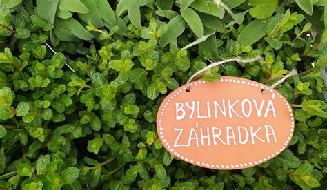 schéma správnej zálievky a substrátu pre bylinky