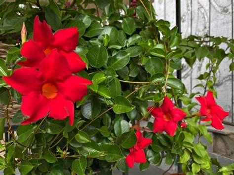 Mandevilla - tropická liana s kvetmi