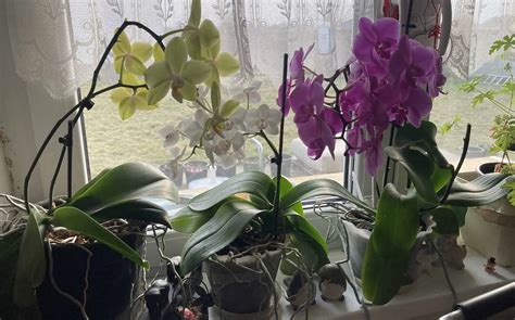 Orchidea prichytená na suchom dreve