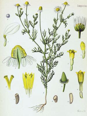 Harmanček pravý - ilustrácia