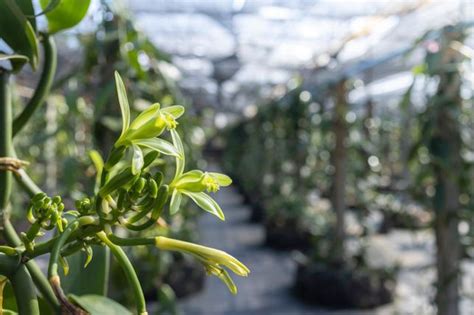 pestovanie vanilky na tropickej plantáži