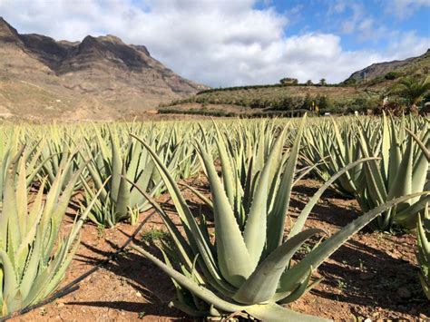 Plantáž Aloe Vera