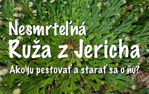 Schéma životného cyklu Ruže z Jericha