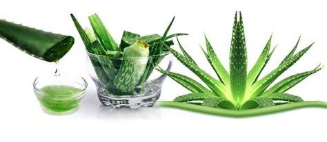 Infografika zobrazujúca hlavné aktívne zložky aloe vera