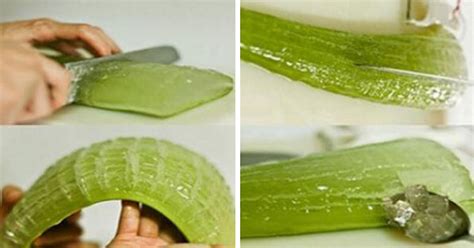 Schéma správneho spracovania listu aloe vera pre získanie gélu