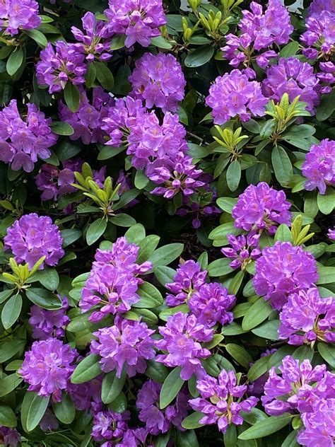 Rôzne farby kvetov rododendronu