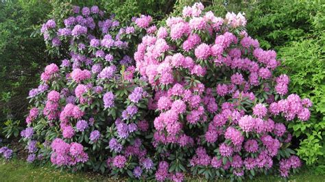 Ideálne stanovište pre rododendron pod stromami