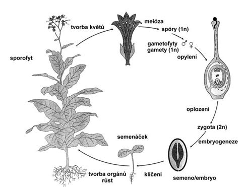 Schéma rastového cyklu konope s fázami osvetlenia