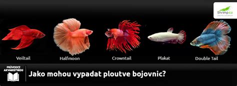 Rozdielne typy plutiev bojovnice pestrej