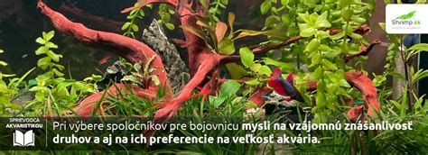 Schéma akvária pre bojovnicu s dôležitými prvkami