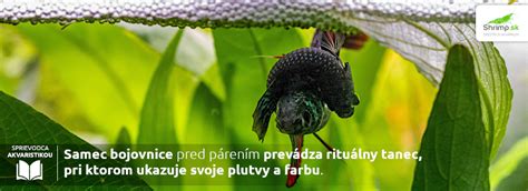 Proces stavby penového hniezda samčekom bojovnice