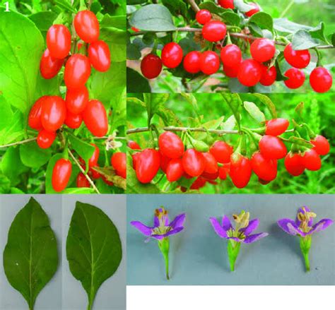 Rozdiel medzi Lycium chinense a Lycium barbarum