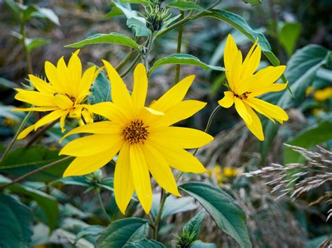 Ilustrácia rastliny topinambur