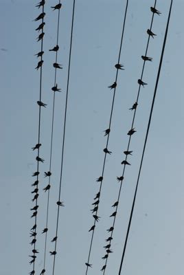 Lastovičky na elektrickom vedení