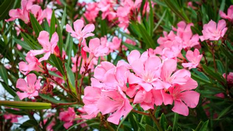 Oleander s množstvom kvetov