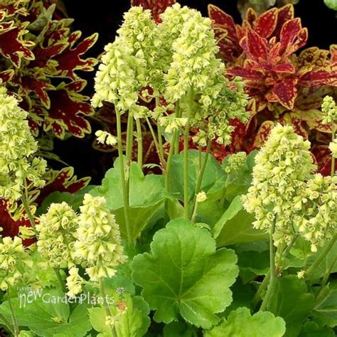 Heuchera 'Blondie in Lime' - limetkovo zelené listy s bielymi kvetmi