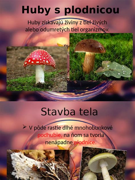 Schéma bunky huby s vyznačenými štruktúrami